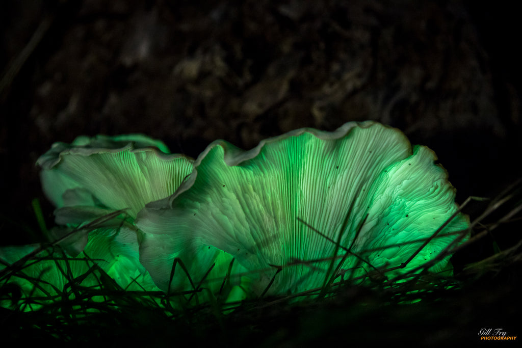 How to photograph Ghost Fungi